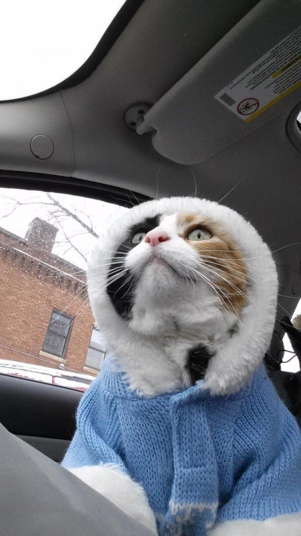 самые смешные коты