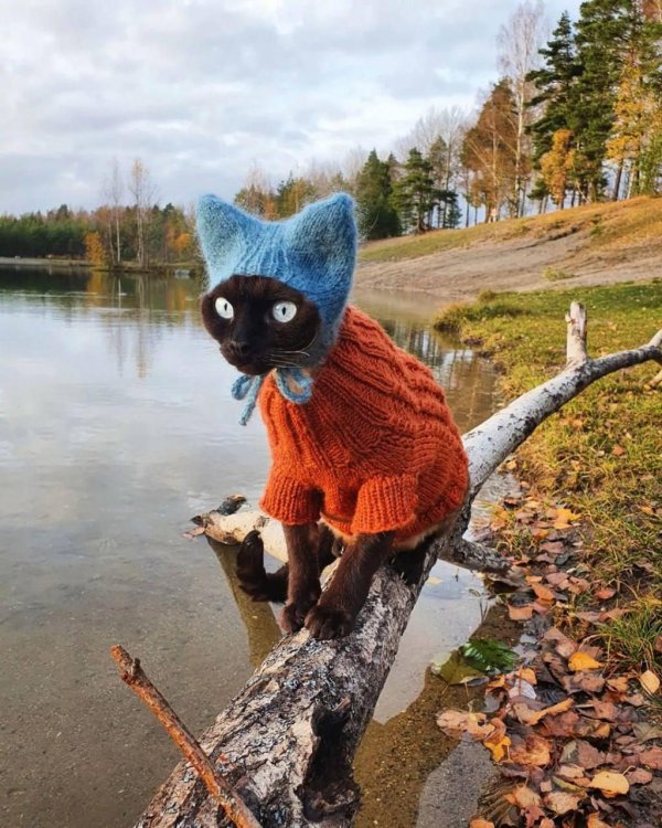 свитер для кота