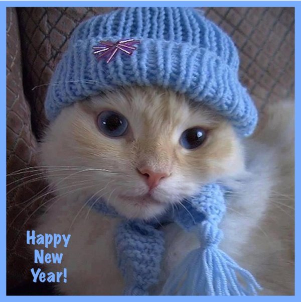 кошечка в шапочке