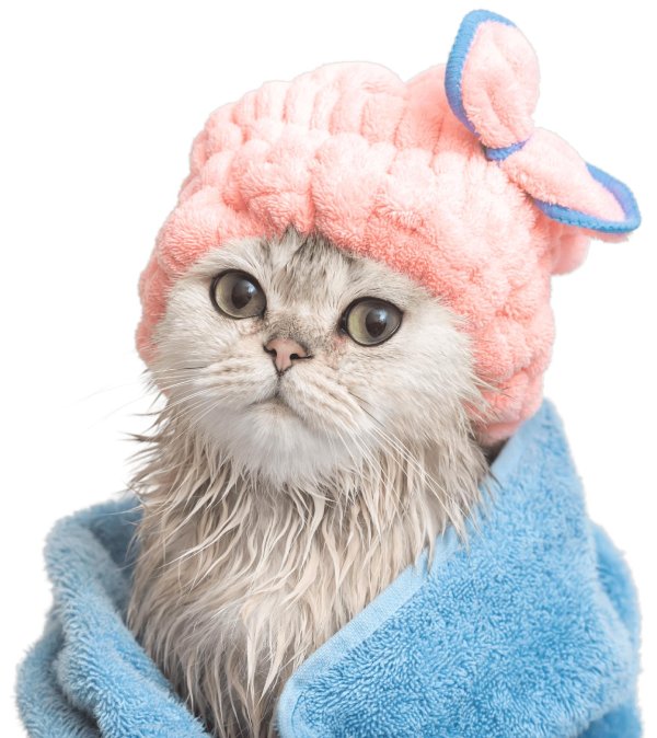 котенок с полотенцем на голове