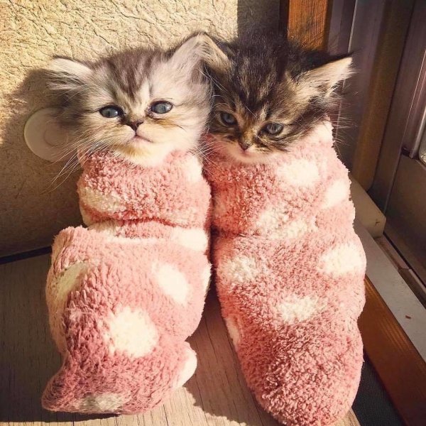 крутые котята