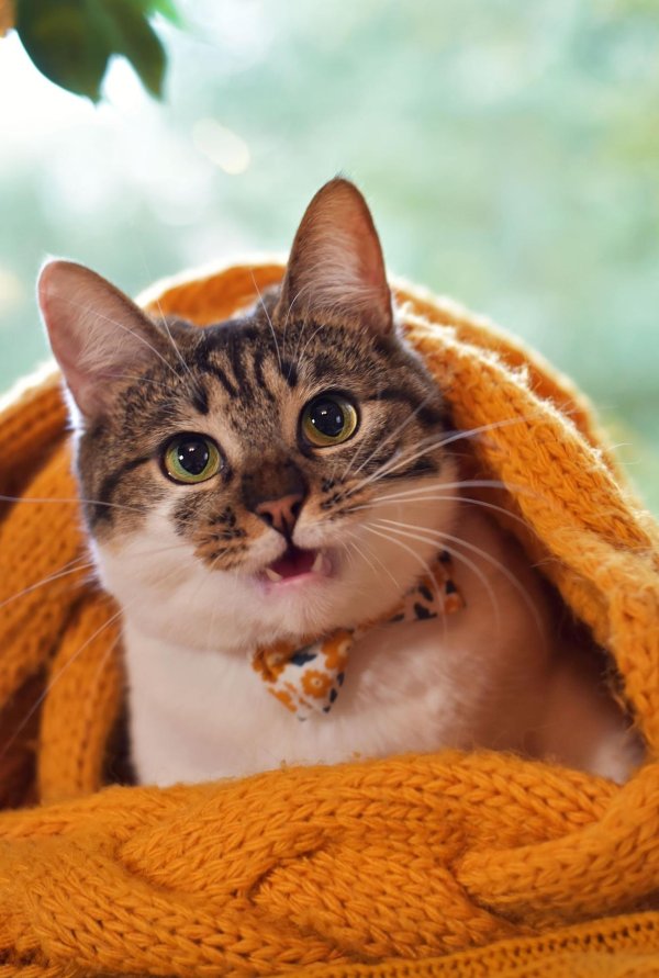 смешная кошка