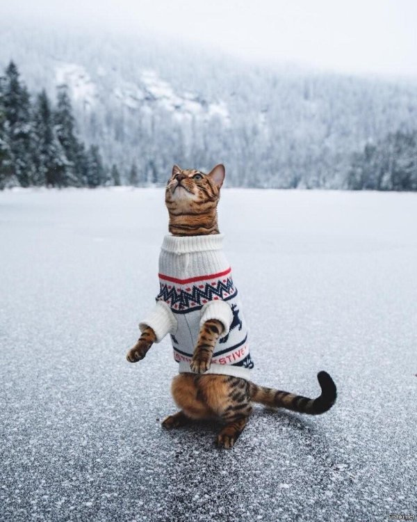 бенгальская кошка путешественница