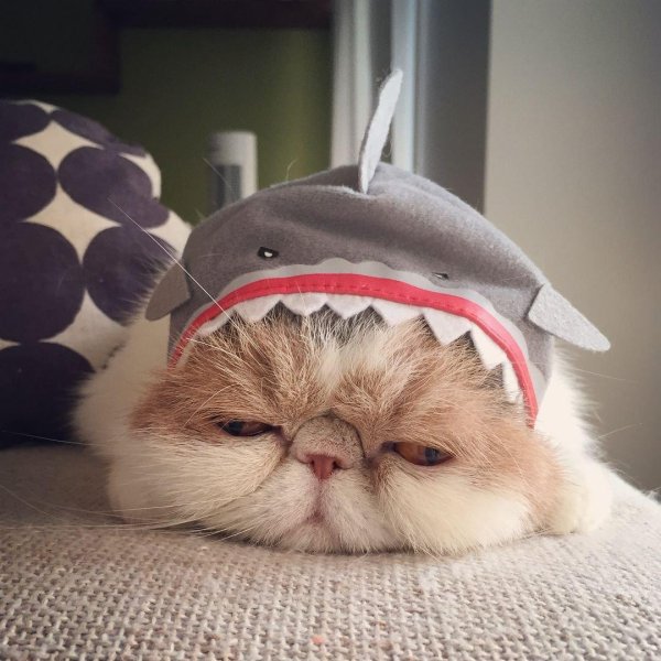 котики милота