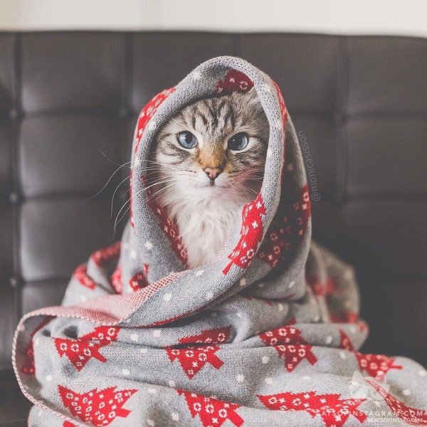 очаровательные котята