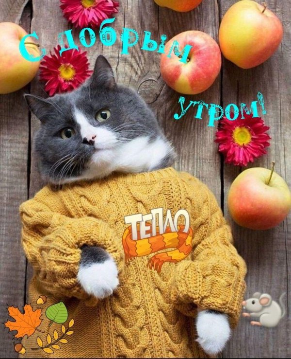 доброе утро осень кошки