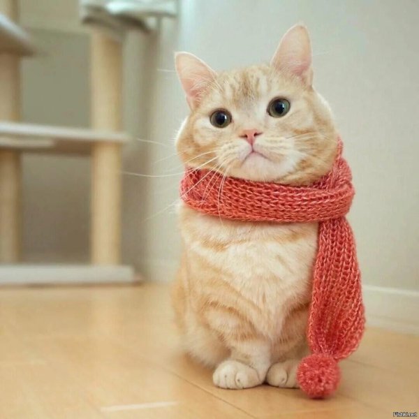 манчкин кот