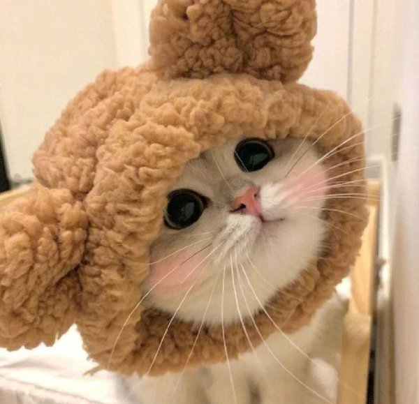 милые котенок