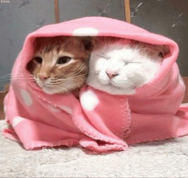 котики обнимаются