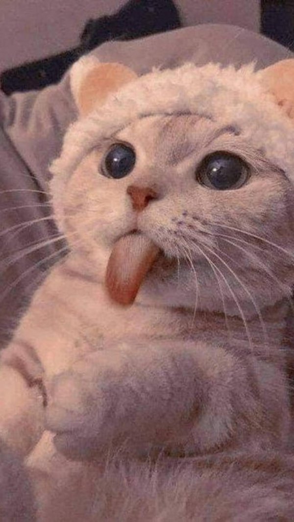 котик с высунутым языком