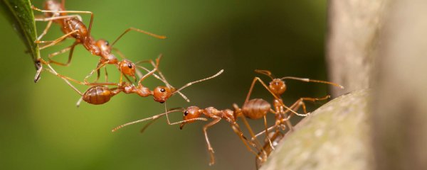 муравьиный мост