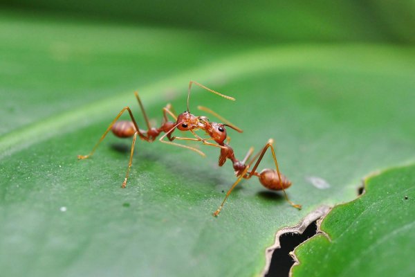 спаривание муравьев