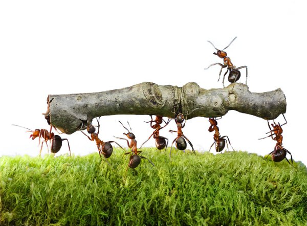 муравей тащит