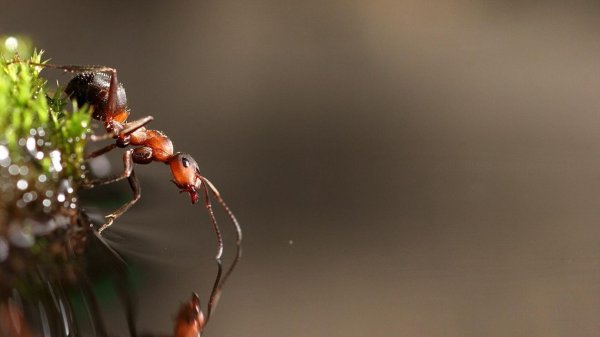 муравей макро