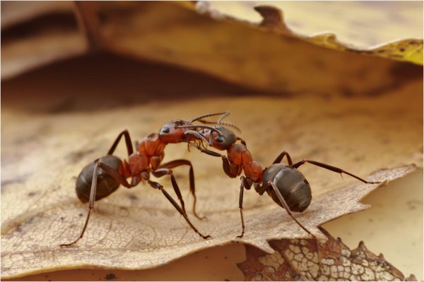 муравьи феллахи