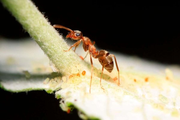 муравьи myrmica rubra