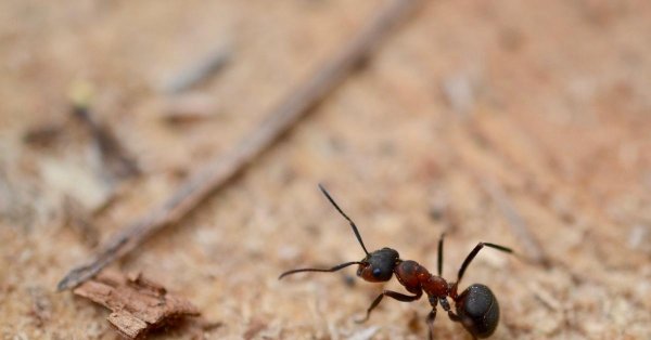 муравьи formica pratensis