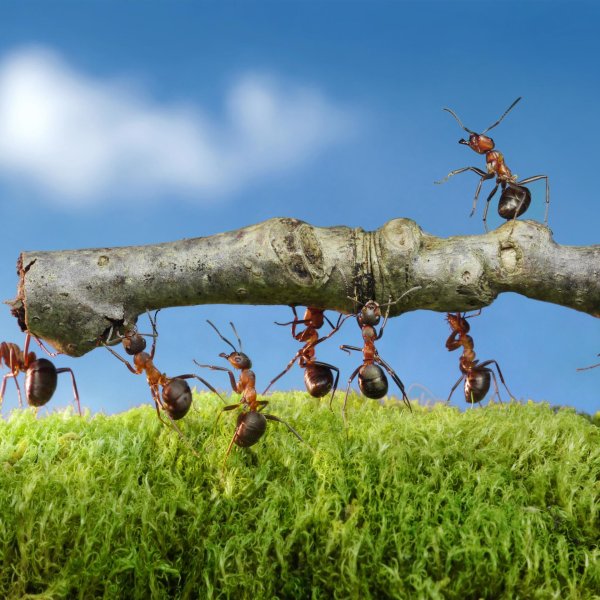 жизнь муравьев