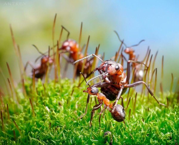 формика руфа муравейник