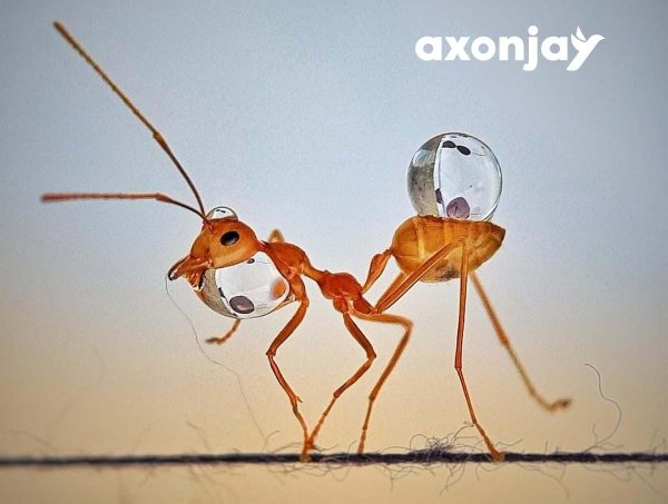 удивительные муравьи