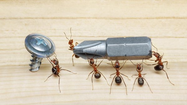 муравей строитель