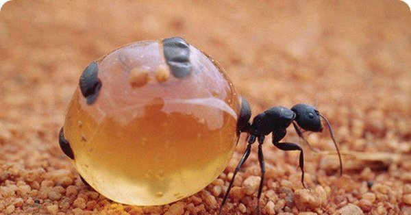медовые муравьи