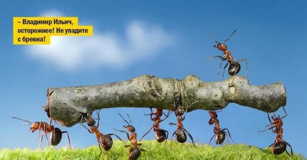 жизнь муравьев