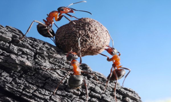 формика руфа муравейник