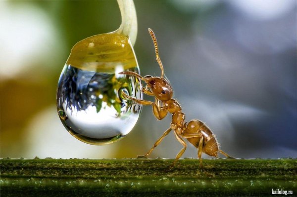 жизнь муравьев