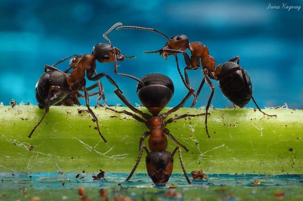 кампонотус ламери