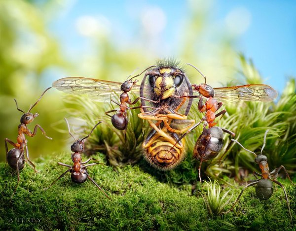 муравьиные истории андрея павлова