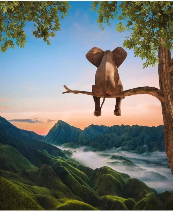 картины слонов