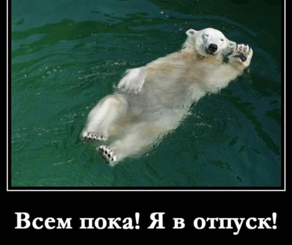 белые медведи