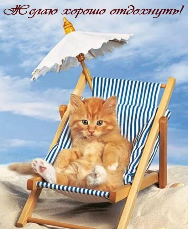 котик на отдыхе