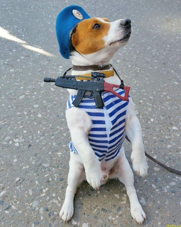 джек рассел терьер