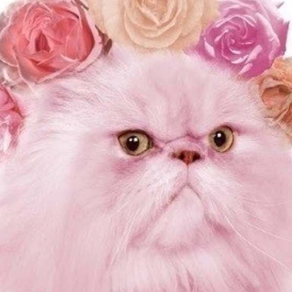 персидская кот