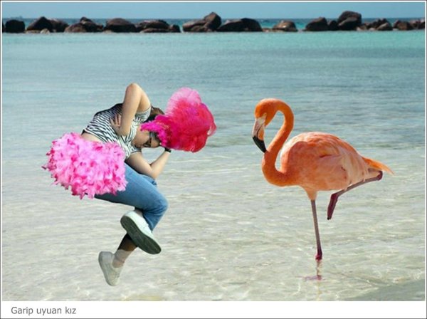 обыкновенный фламинго