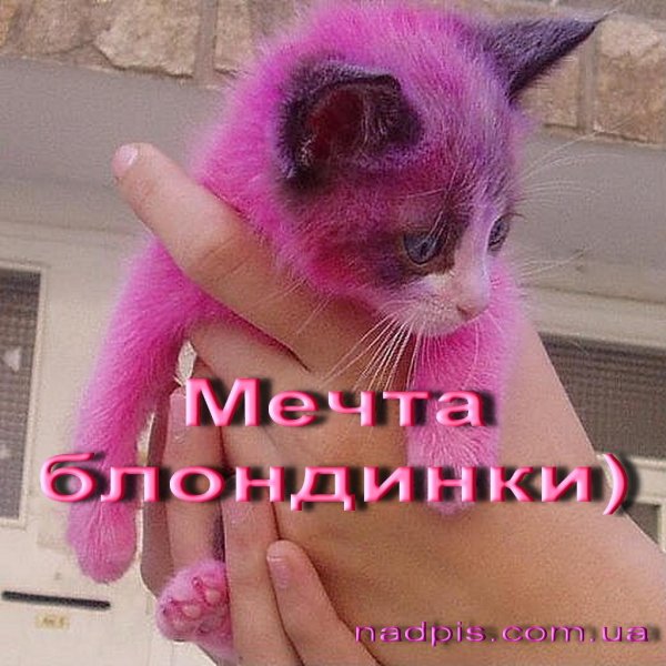 розовые котята