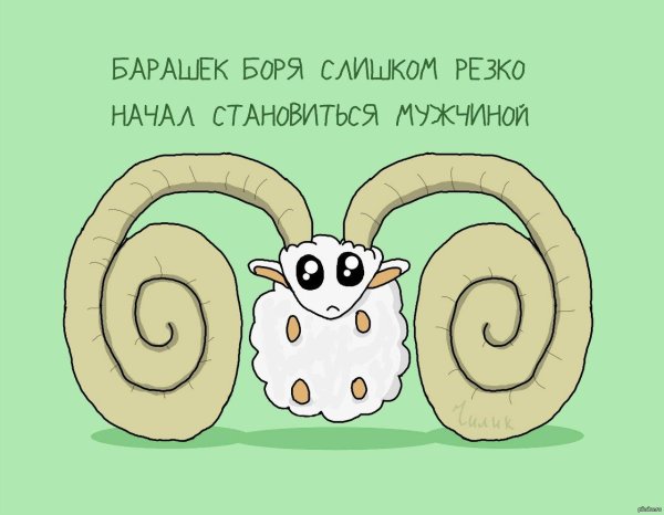 барашек смешной
