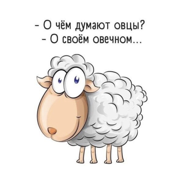 смешная овечка