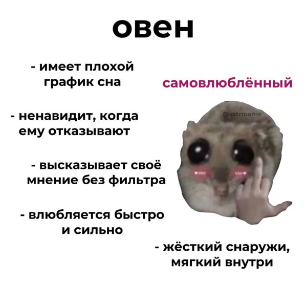 хомяк мем с большими глазами