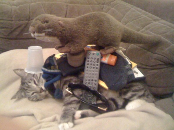 ленивые коты