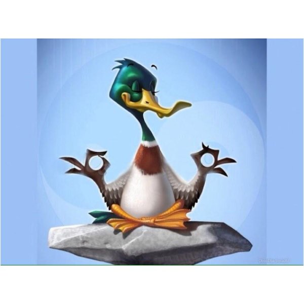 медитирующая утка