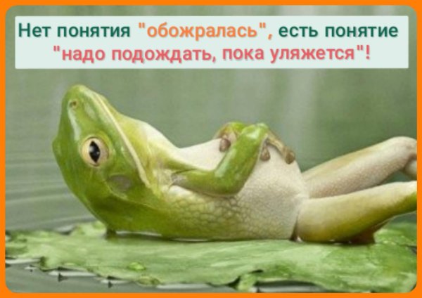 лягушка животное