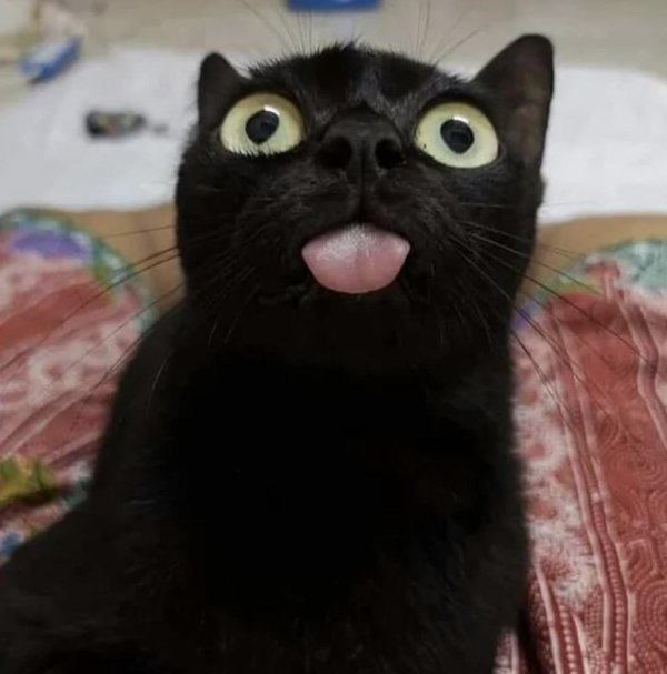 покажи смешных котов