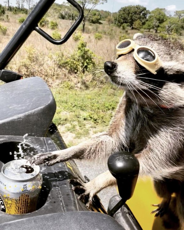 прикольные еноты