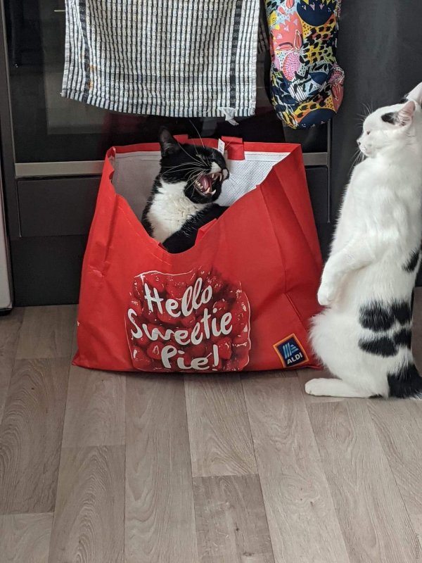 питомец коты