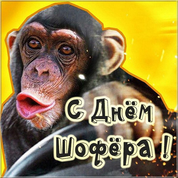 шимпанзе смешные