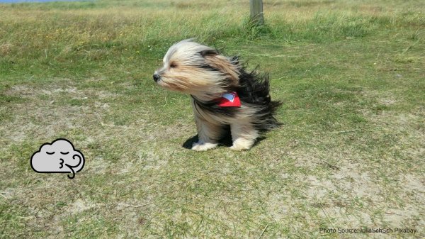 терьер йоркширский