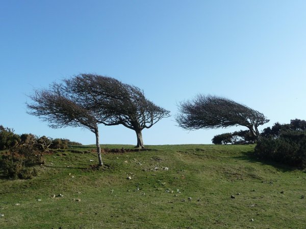 windswept tree